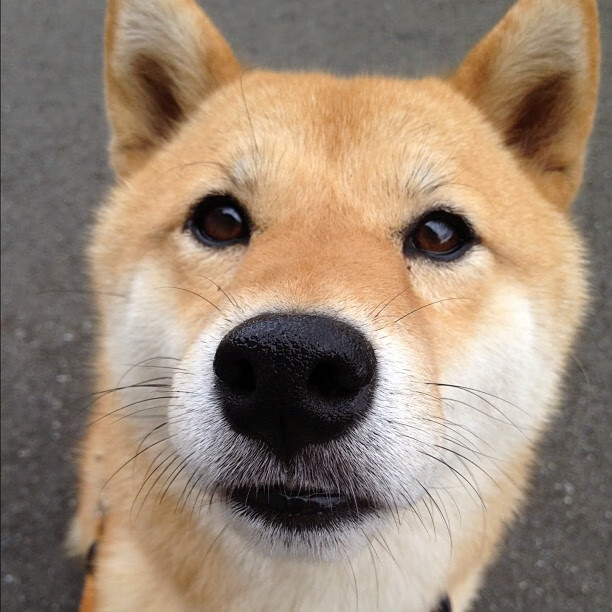 逆转风暴，非洲雄狮如何咬碎波斯铁骑，阿拉巴为何赛后评分拉满？