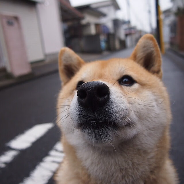 宿敌新章，武切维奇闪耀撕裂之城，开拓者主场提前终结马刺悬念