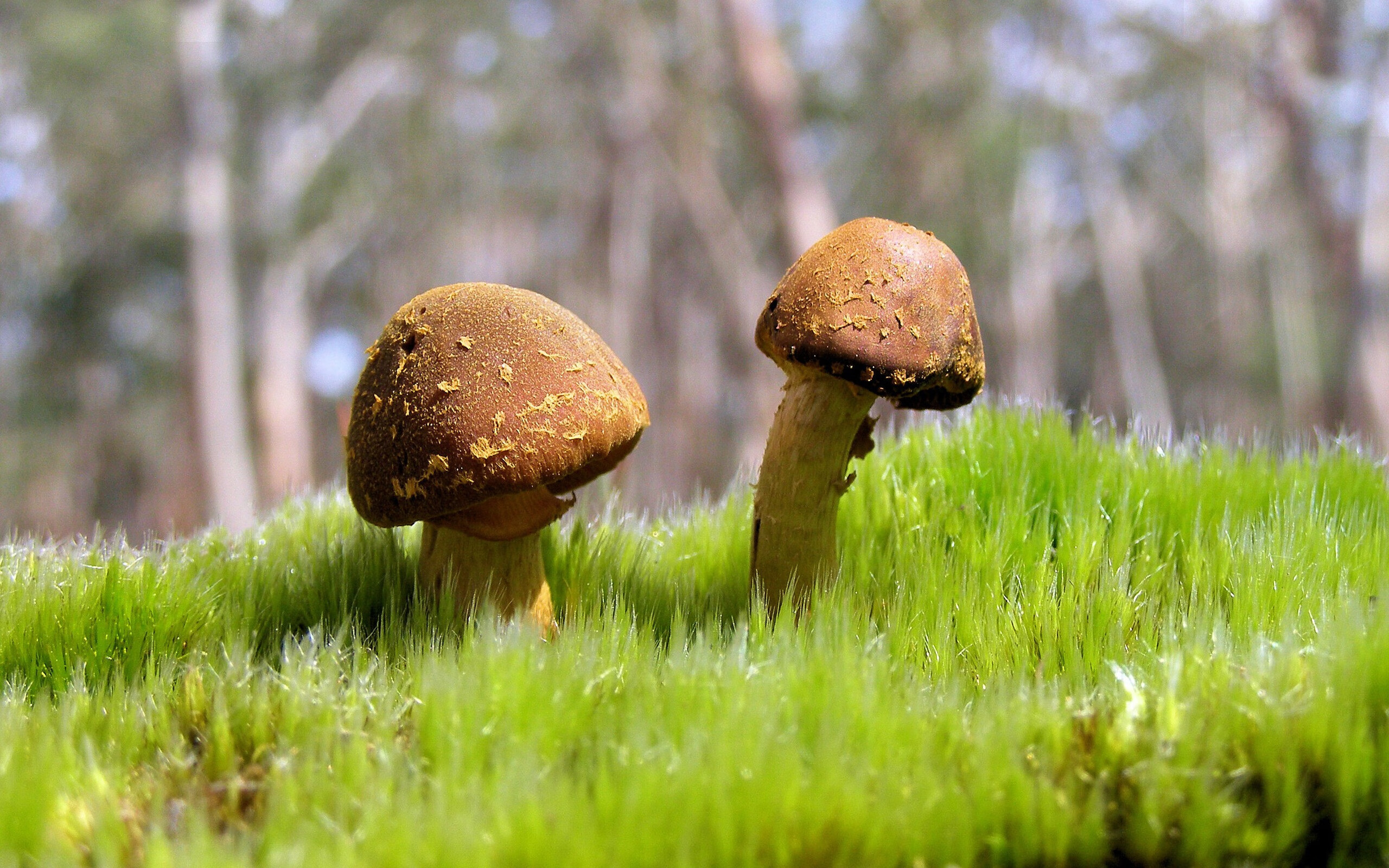 丹麦与佛罗伦萨的绿茵血拼，莫德里奇欧冠淘汰赛的王者接管