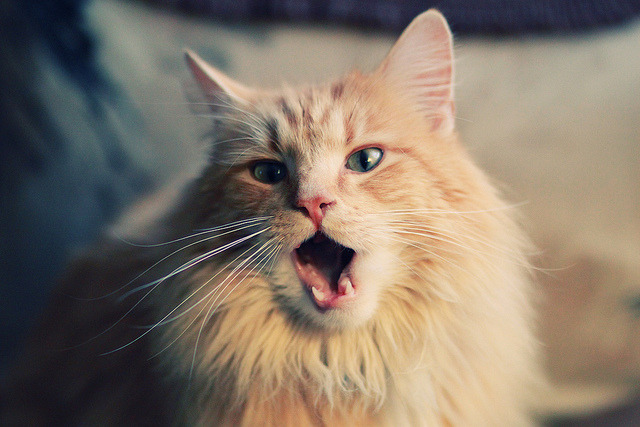 武切维奇狂轰30+20统治内线，森林狼逆转太阳锁定季后赛关键战