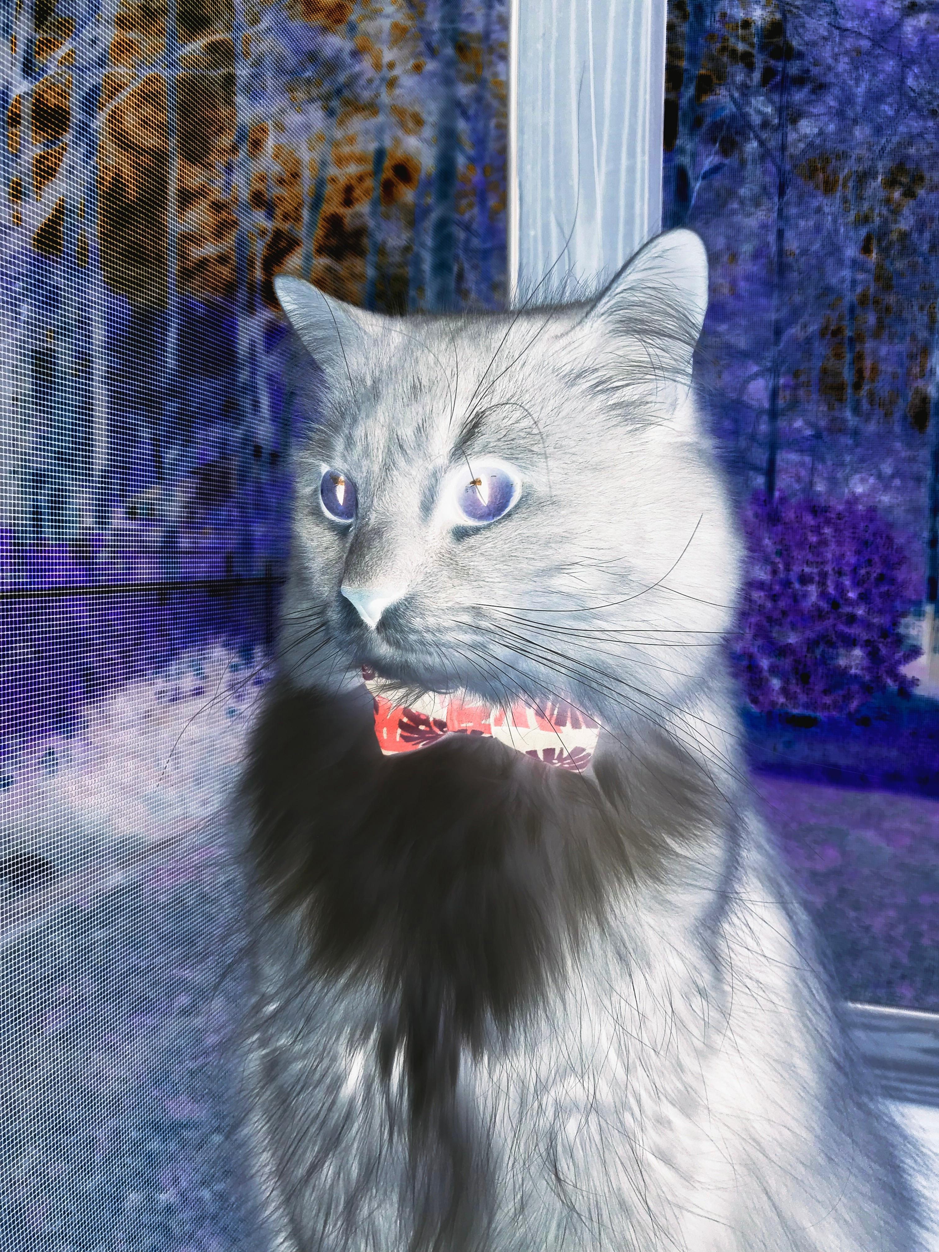 统治级数据背后的真相，当阿克化身绿荫风暴眼，瑞士何以在精密齿轮中崩解？