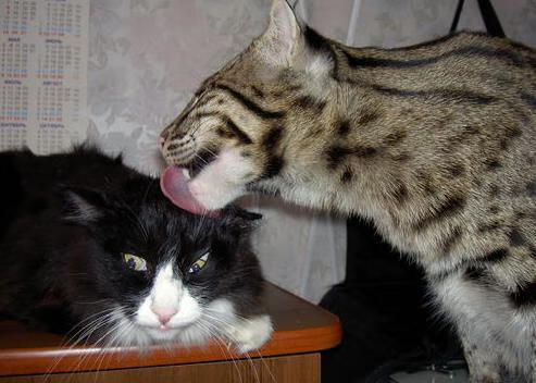 当39岁的詹姆斯轰下50分,为何雷霆仍能逆转吉林队?