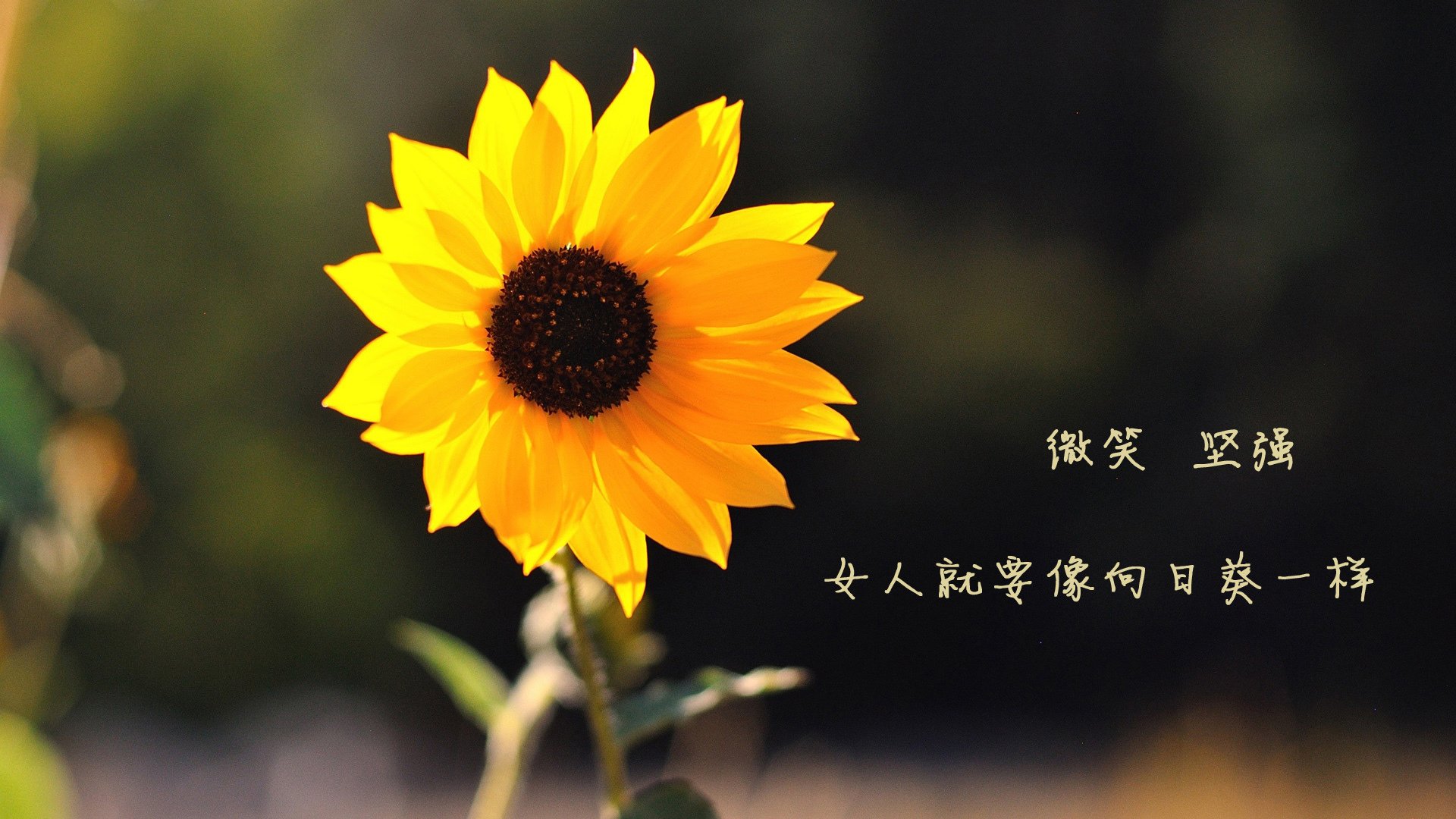 史诗对决，芬兰鏖战日本，卡马文加如何成为破局者？