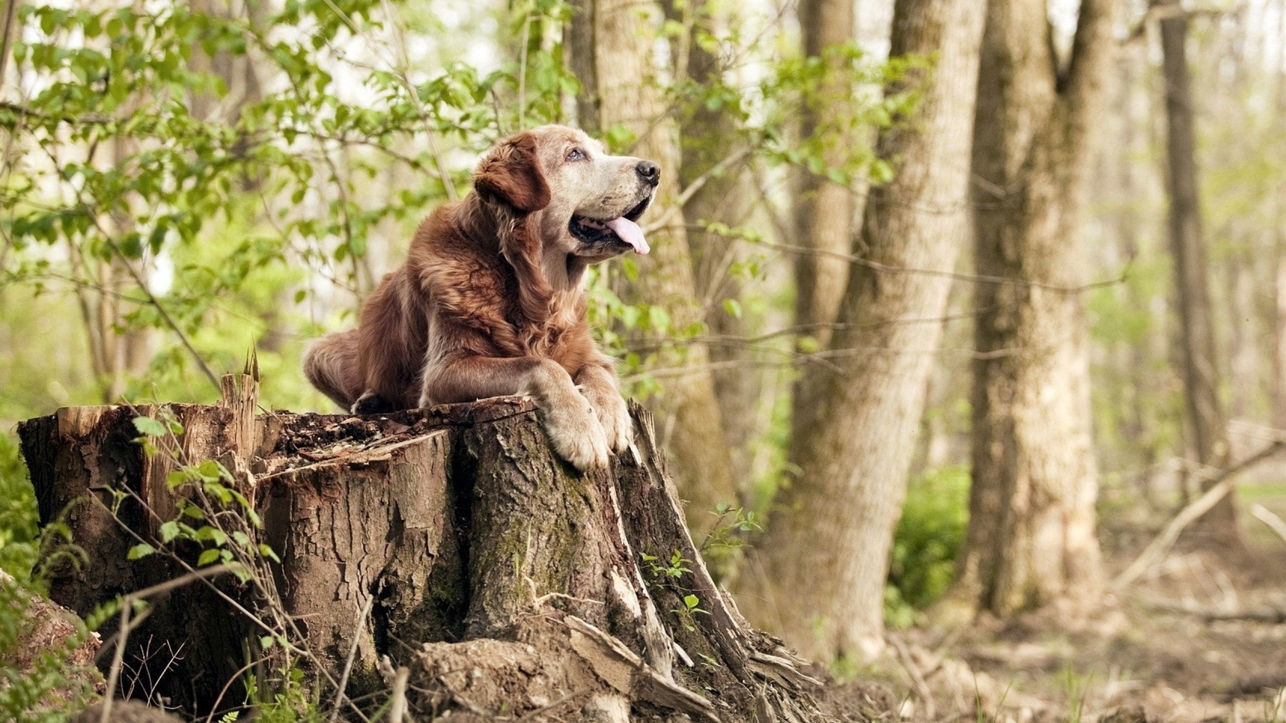 墨西哥进站策略强行终结奥地利，姆巴佩F1街道赛上演速度与激情接管比赛