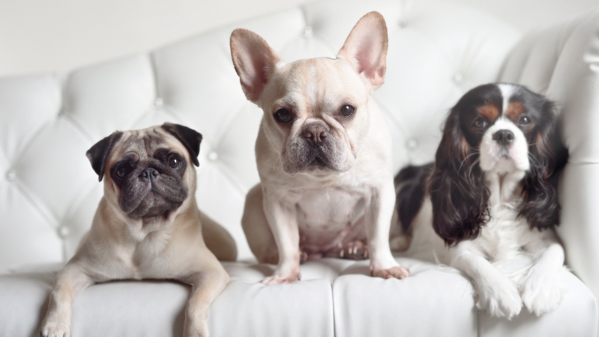 欧冠半决赛焦点战,火箭队疾风骤雨斩落奇才,勇夺决赛门票