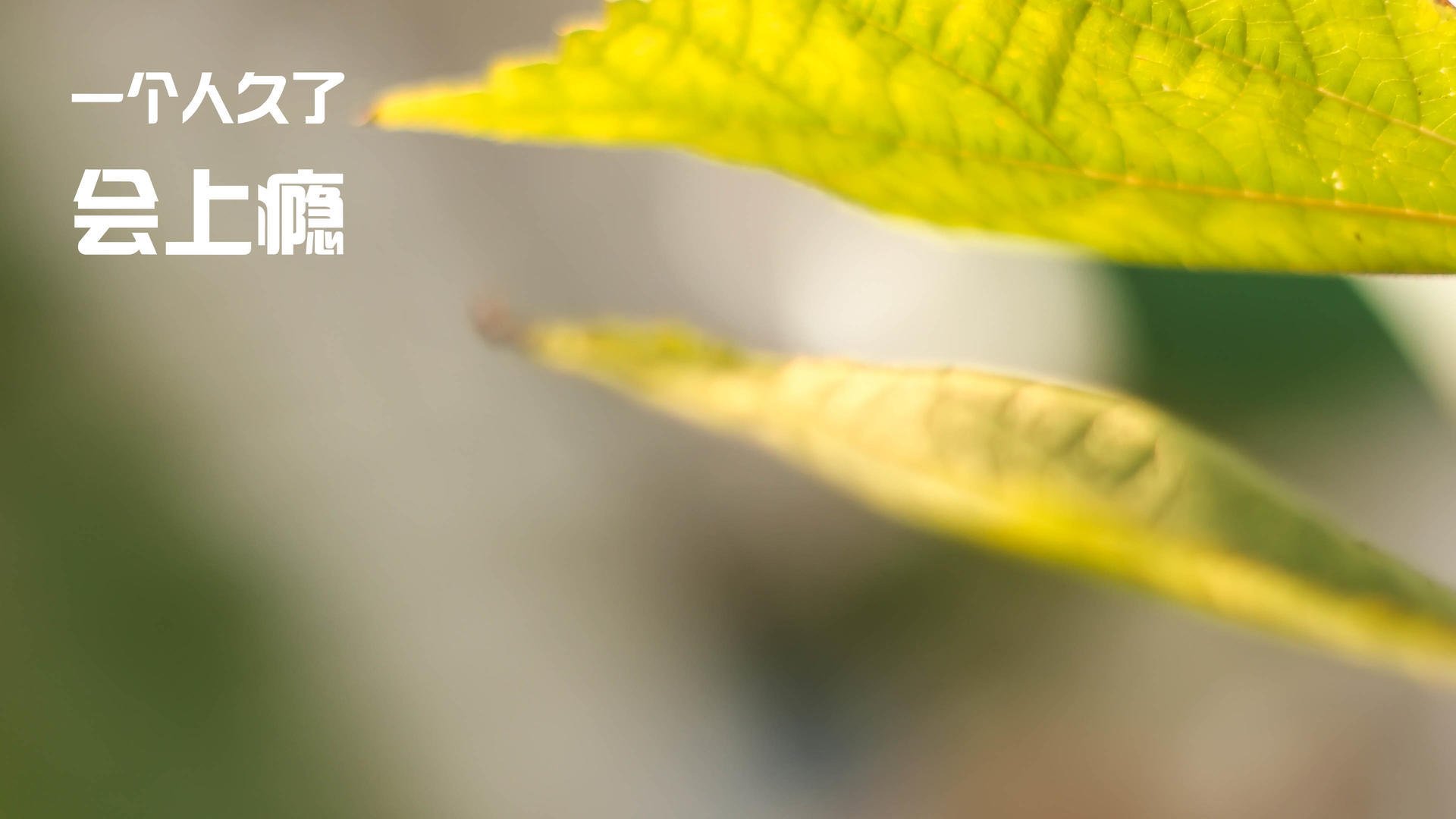 新疆队狂胜老鹰，詹姆斯成全场焦点—一场篮球盛宴的回顾