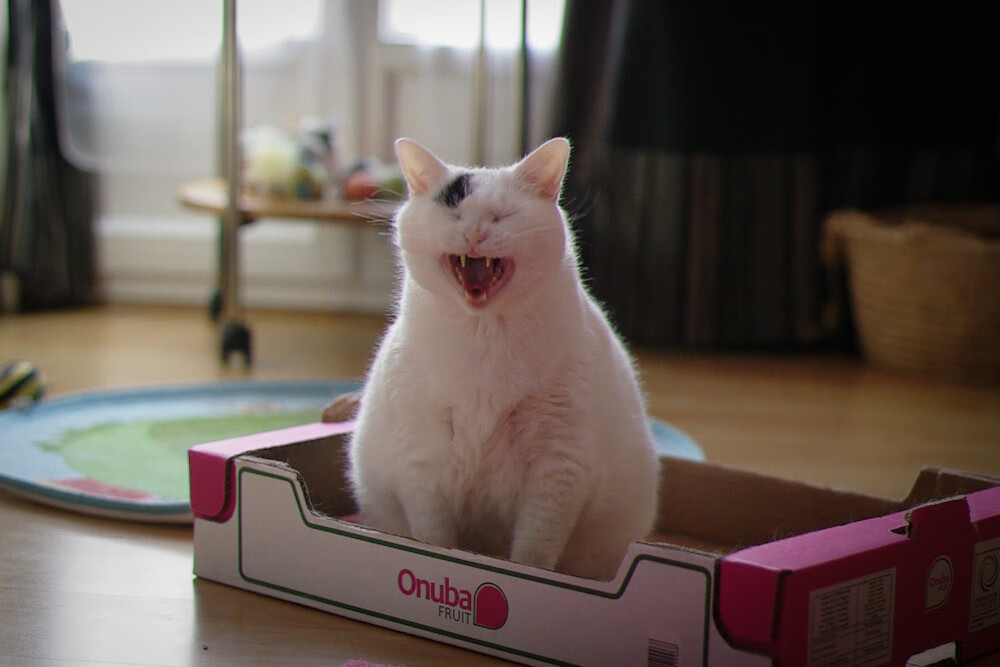 柔术与铁蹄，当久保建英的舞蹈遇上德意志的钢铁洪流