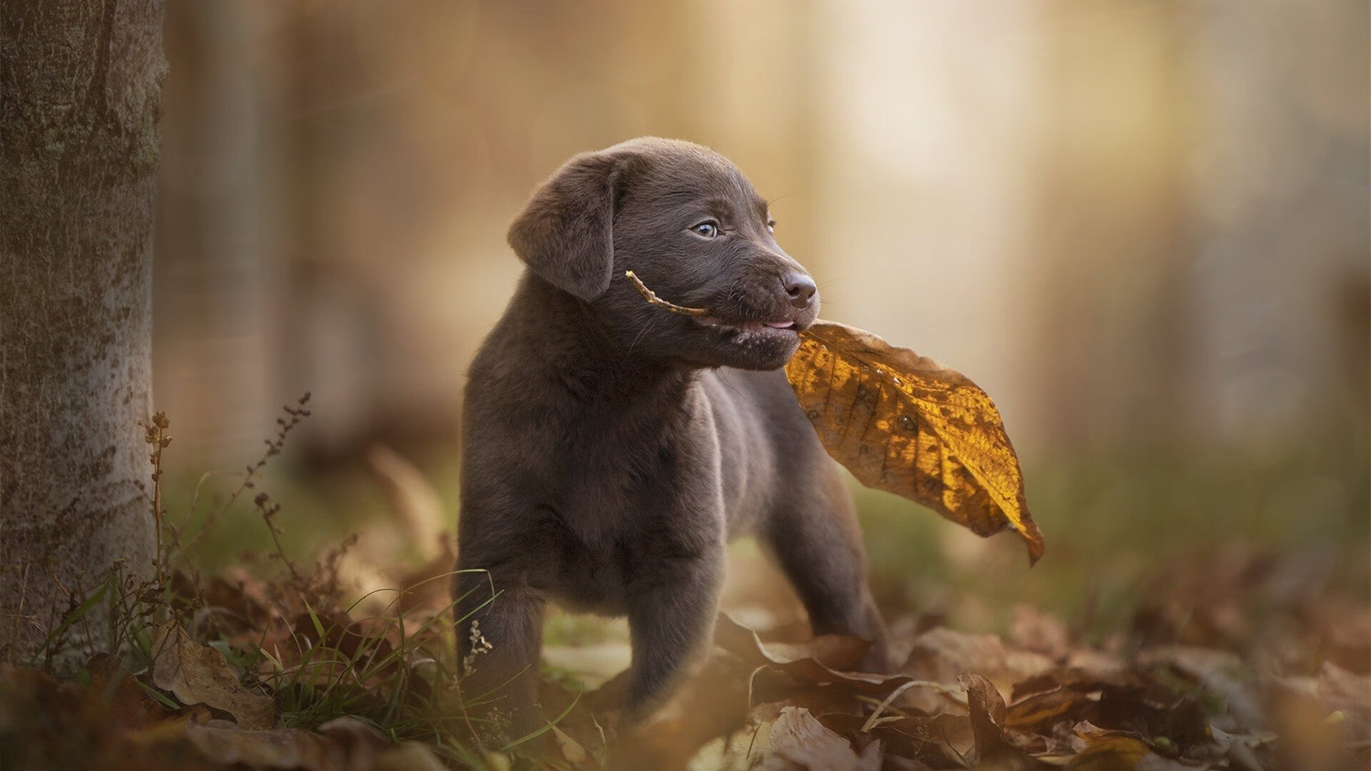 世俱杯-莱万致命一击！阿森纳末节发力带走日本，新赛季利刃已出鞘