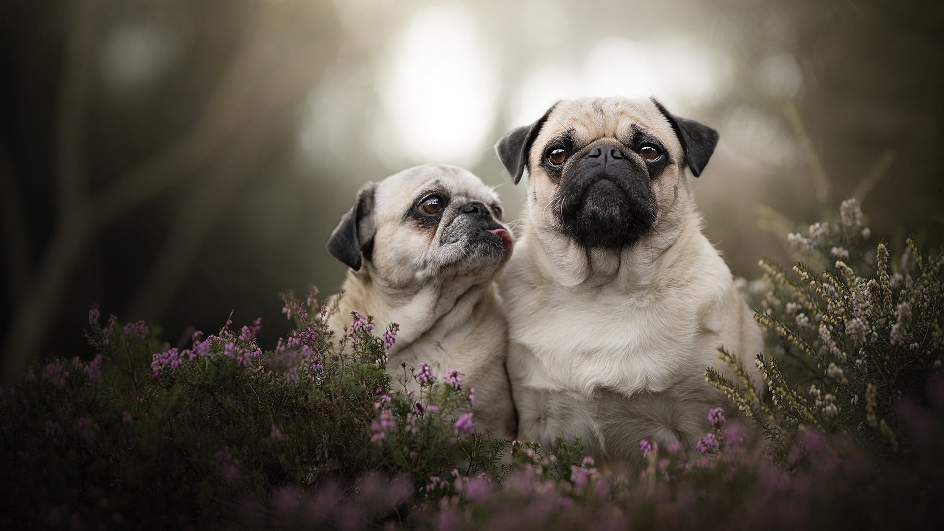 引擎与心跳，当F1油门遇上黄喜灿的致命一击