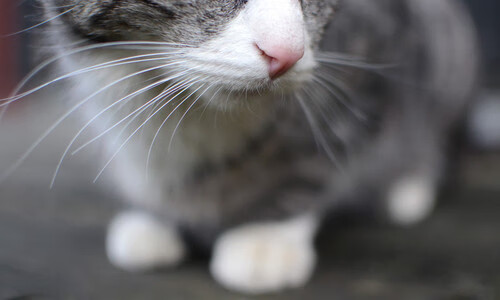 世俱杯改制-罗德里戈巨兽级统治力，当战术被撕碎，他用本能斩落第18冠