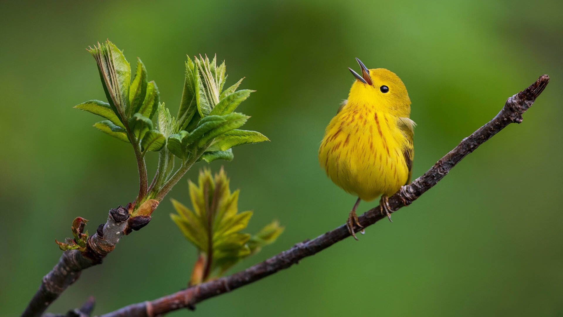 浓眉擎天柱，雷霆破长空，当个人英雄主义遭遇青春风暴