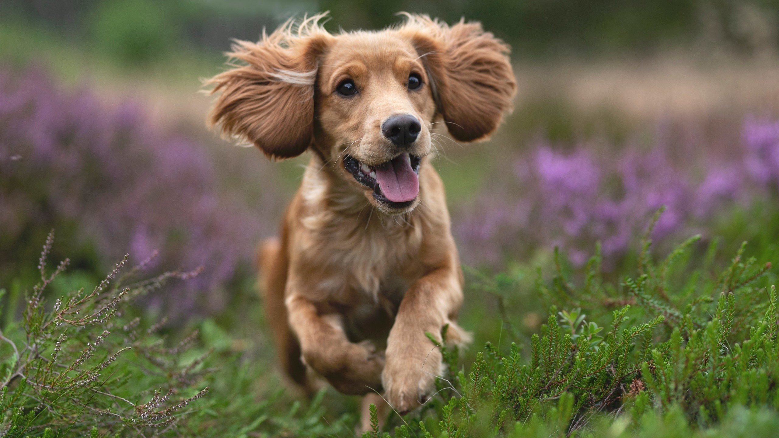 波兰铁骑碾过老妇人，布鲁诺上演教科书级中场艺术