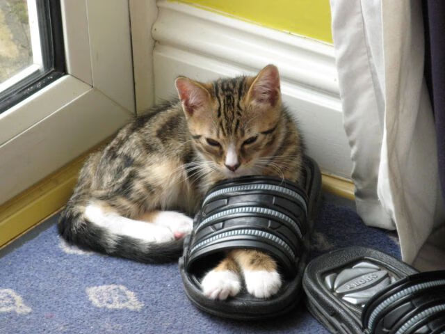 世俱杯改制-国王新王登基!英格拉姆高能输出撕裂太阳防线