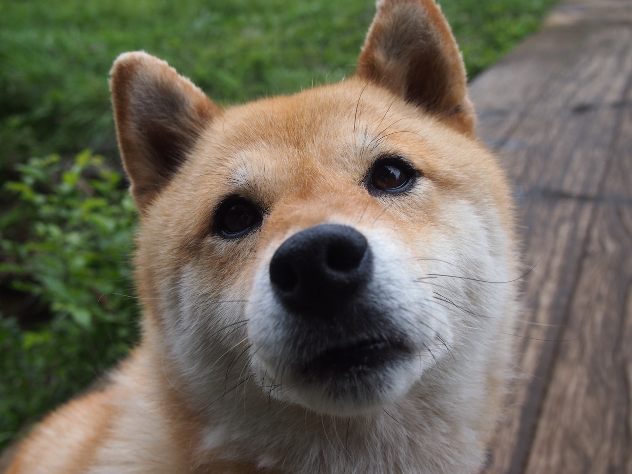 世俱杯决赛-魔法师编织时间—东契奇节奏魔法下的浙江队与国王队