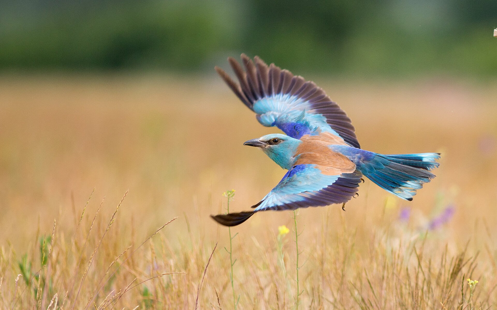 铁壁如山，一夫当关—金玟哉的欧冠封神之夜