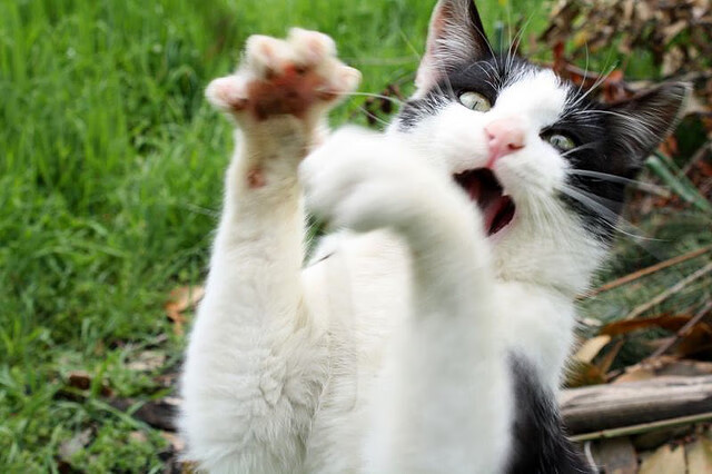 星空下的造梦者，拉梅洛的世界杯生涯之夜