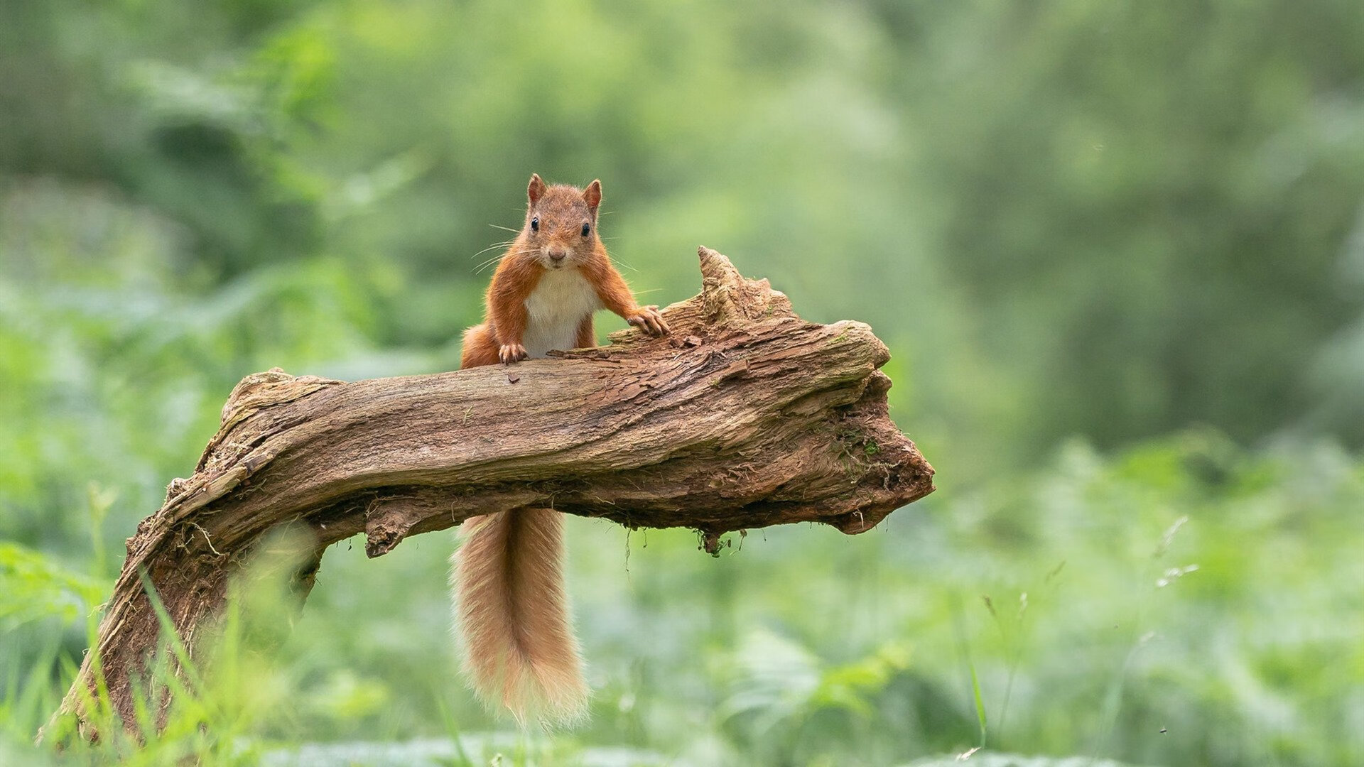 世俱杯2025-东方巨龙的掌舵人，从广厦舷窗到世界之巅的遥远航程