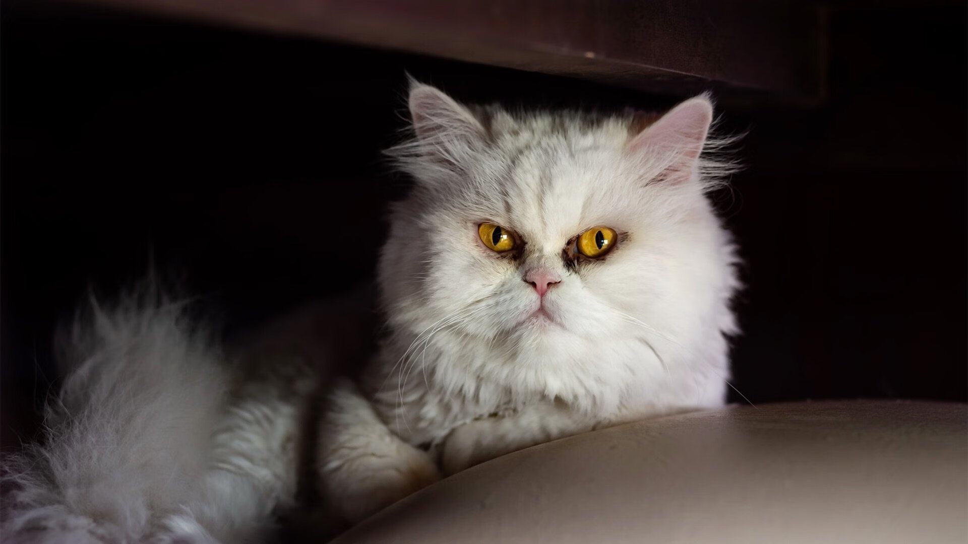 拉文狂砍50+创新高，广东男篮攻防制胜轻取步行者