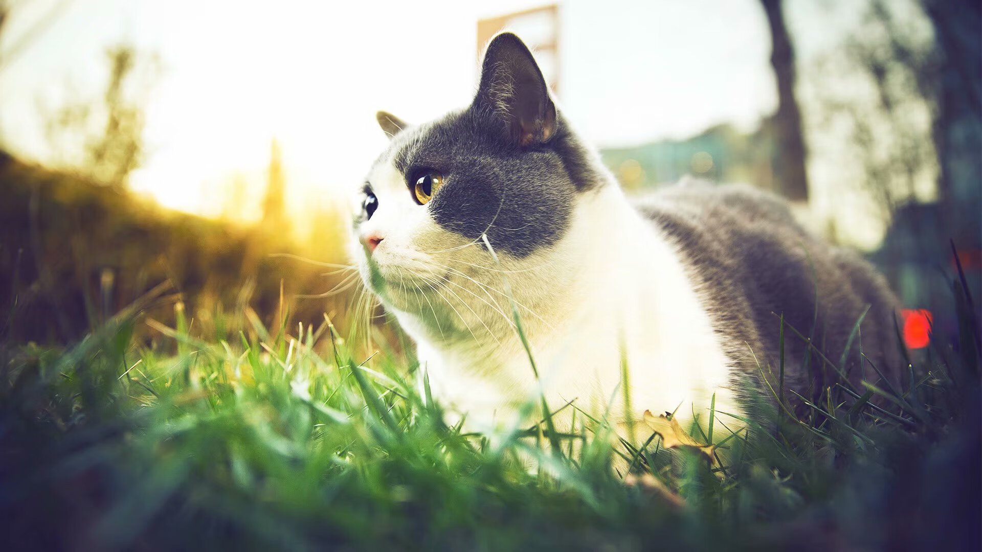 巴斯托尼,街面画师与午夜刺客的双重奏