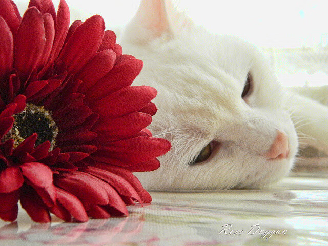 拉梅洛·鲍尔成为全场焦点，76人对阵凯尔特人激战实录