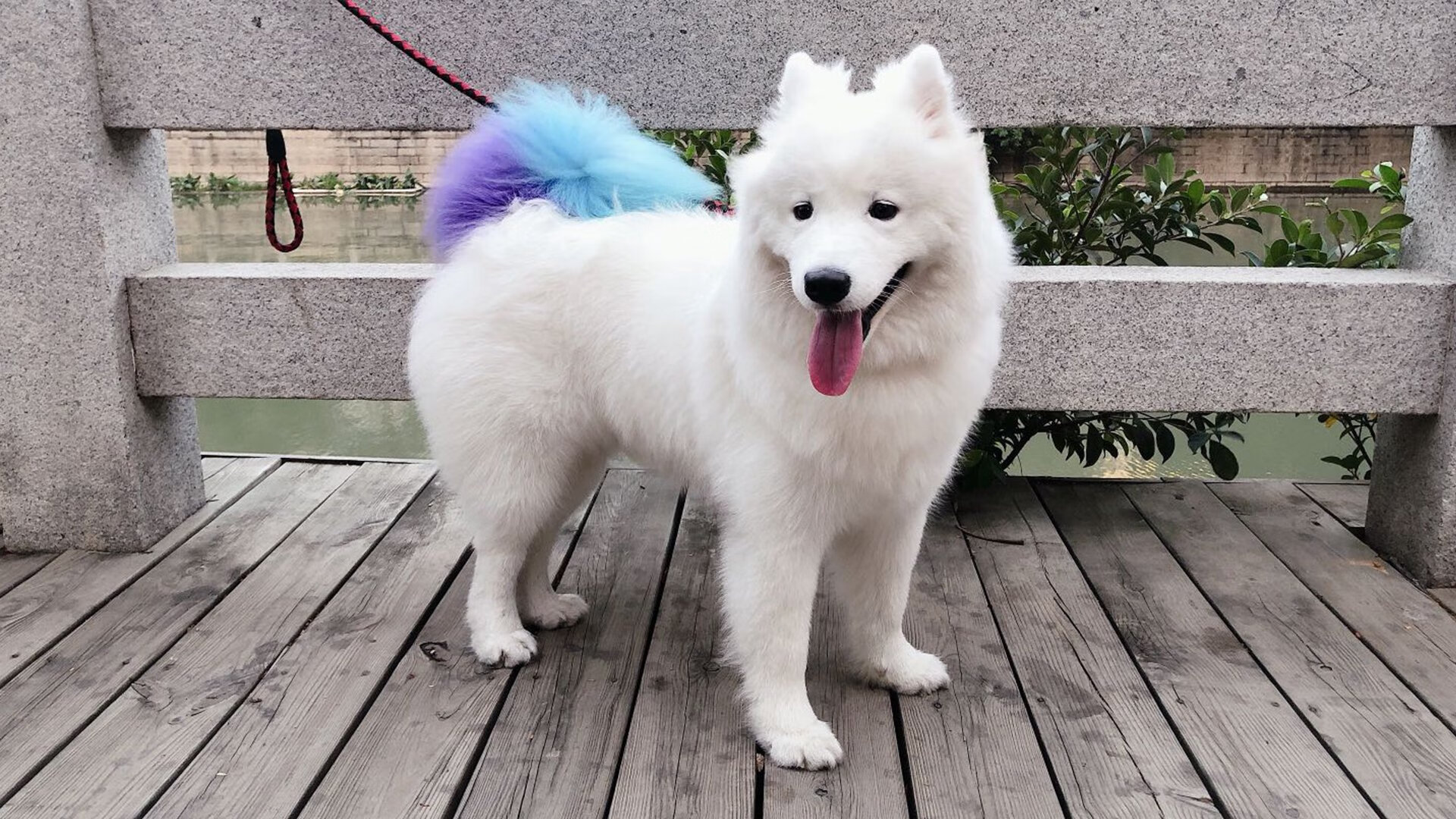 世俱杯决赛-哈弗茨化身硬仗之王，头球破僵+疯狂庆祝为德国定调