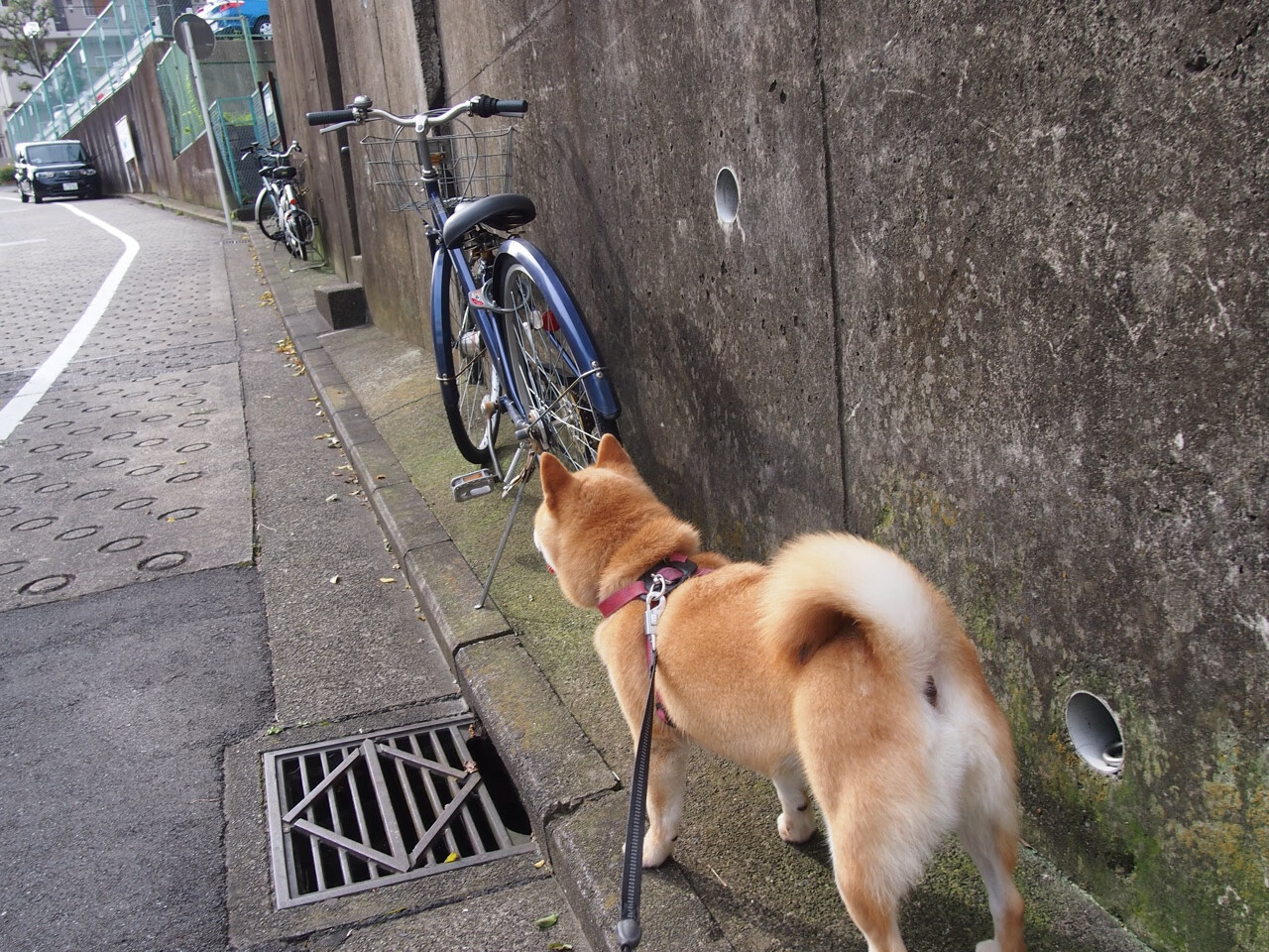 世俱杯直播-足球世界的征服者，国际米兰终结埃及神话，迪马利亚德甲争冠战封神