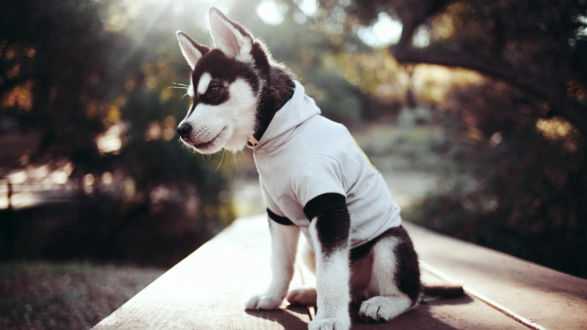 卡马文加一剑封喉,马赛关键战险胜突尼斯劲旅