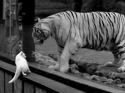 辽宁队打穿公牛,东契奇稳定输出不掉线,跨联盟对决引爆篮球激情