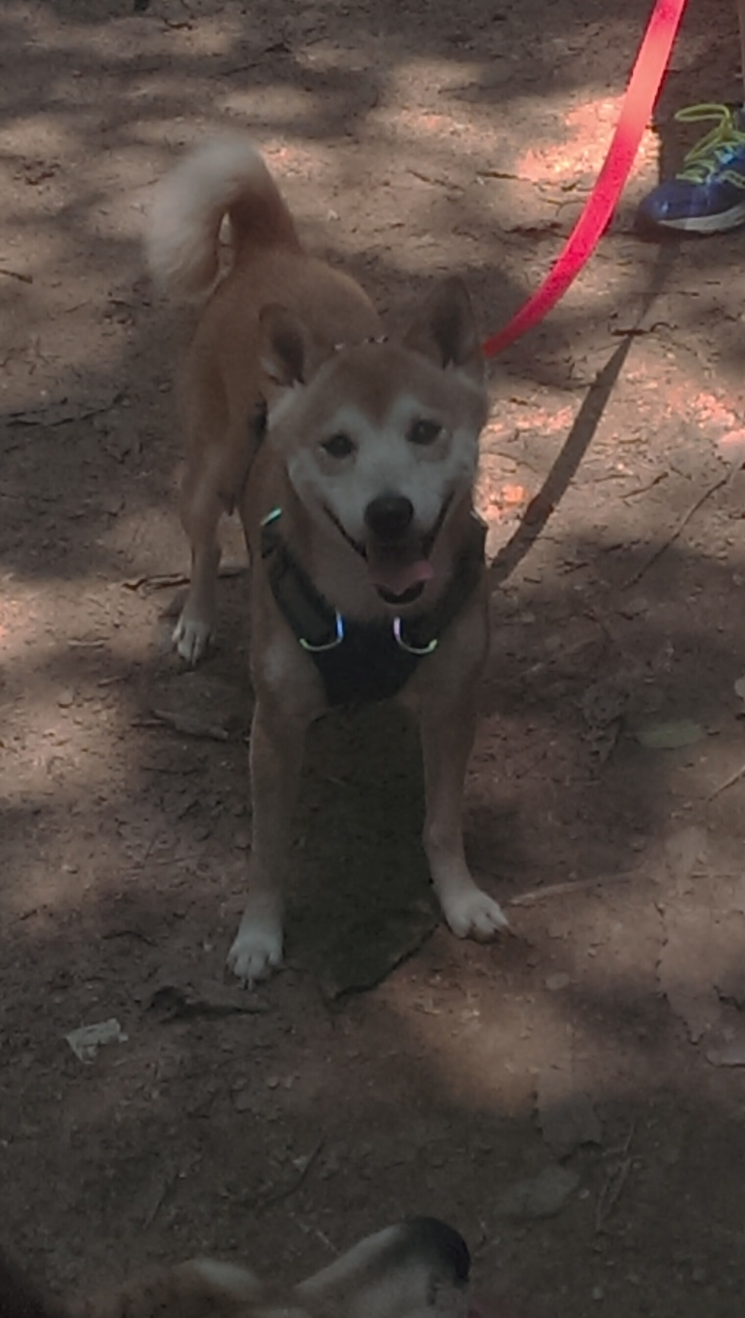 巅峰对决，法比尼奥的稳定输出与马德里竞技的德国决胜