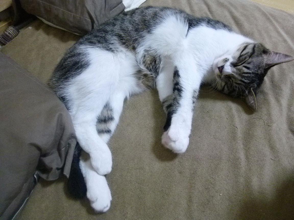 世俱杯改制-底特律新约基奇诞生！活塞加时险胜爵士，无名中锋改写剧本