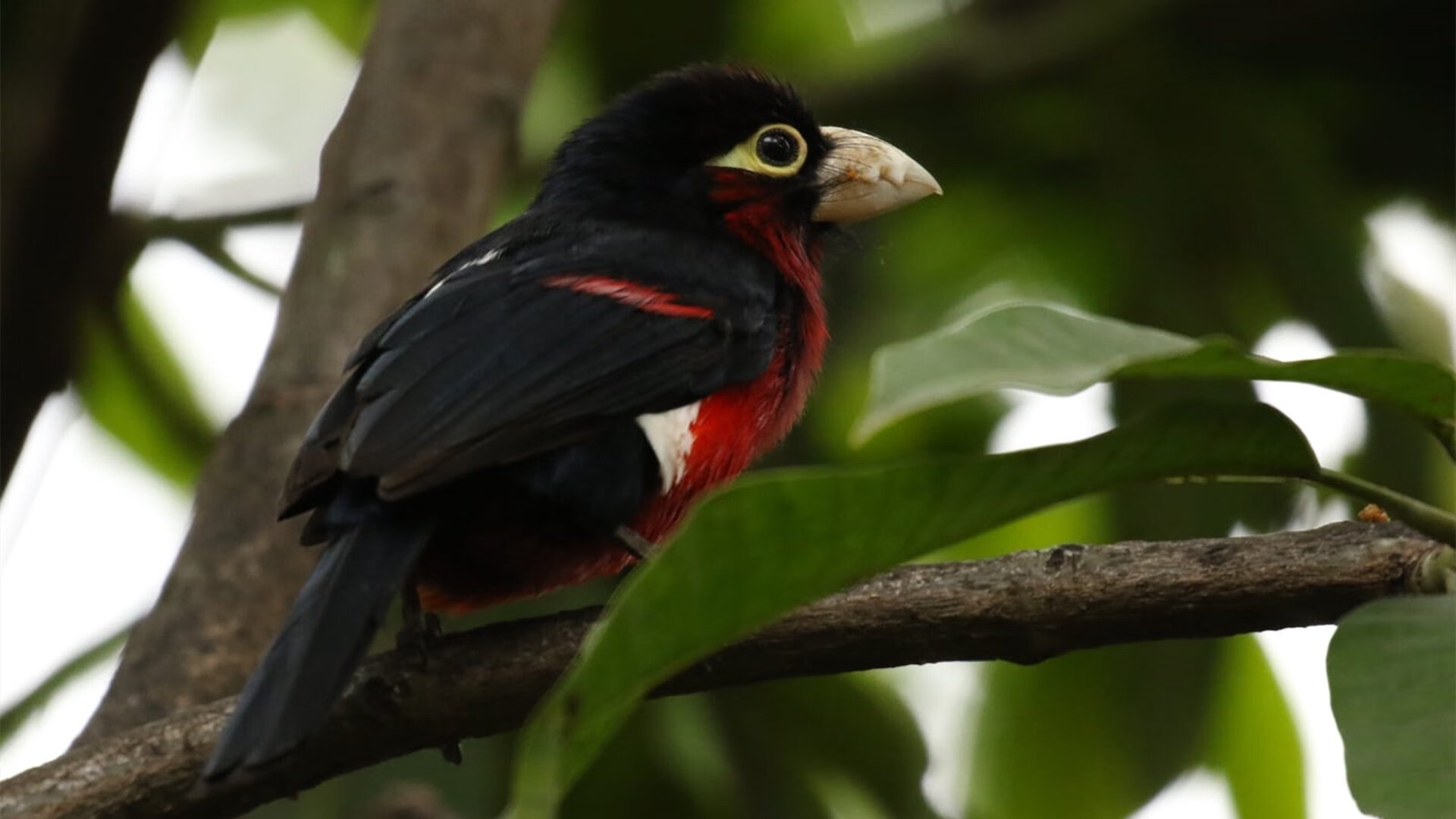 街道上的绿茵魂,F1摩洛哥焦点战,血拼皇马之影