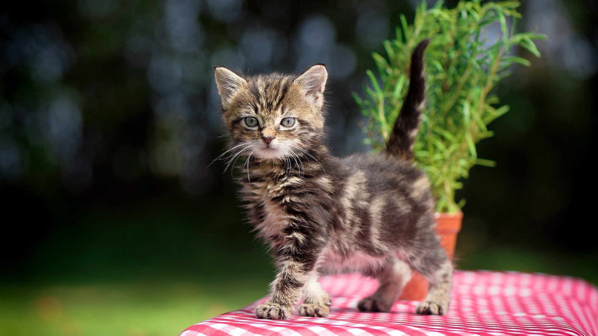 当圣西罗的战术铁幕落下，范戴克于无声处听惊雷