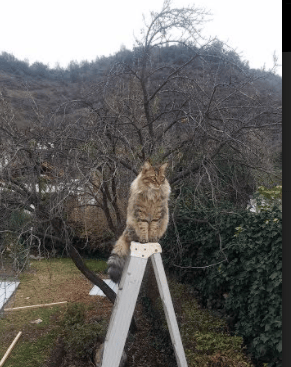 跨洋征伐踏平风城，死神镰刀收割胜利，当吉林铁骑遇上公牛锋芒